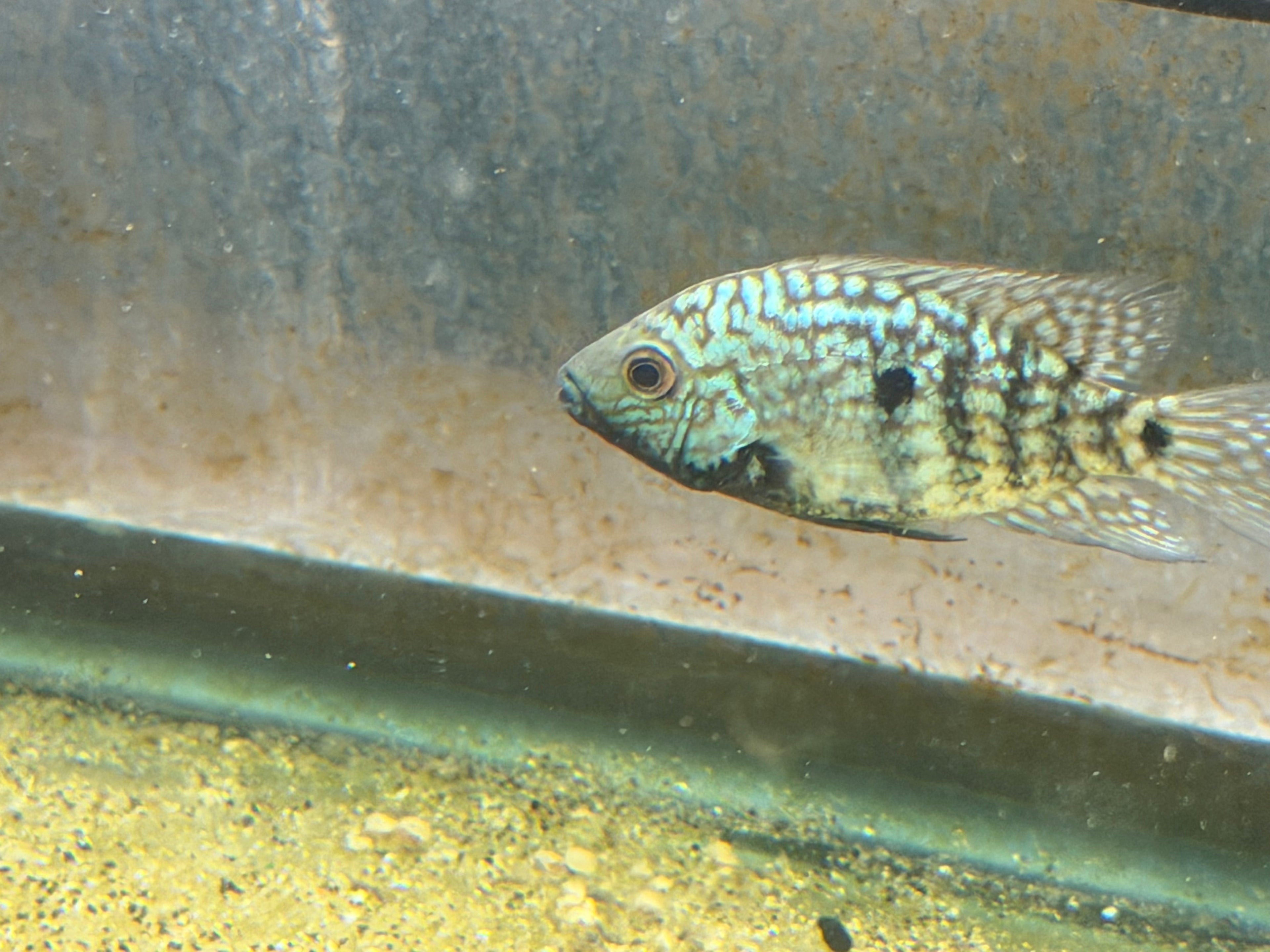 Carpintis Cichlid (Herichthys carpintis) by Danaqua Live Fish & More