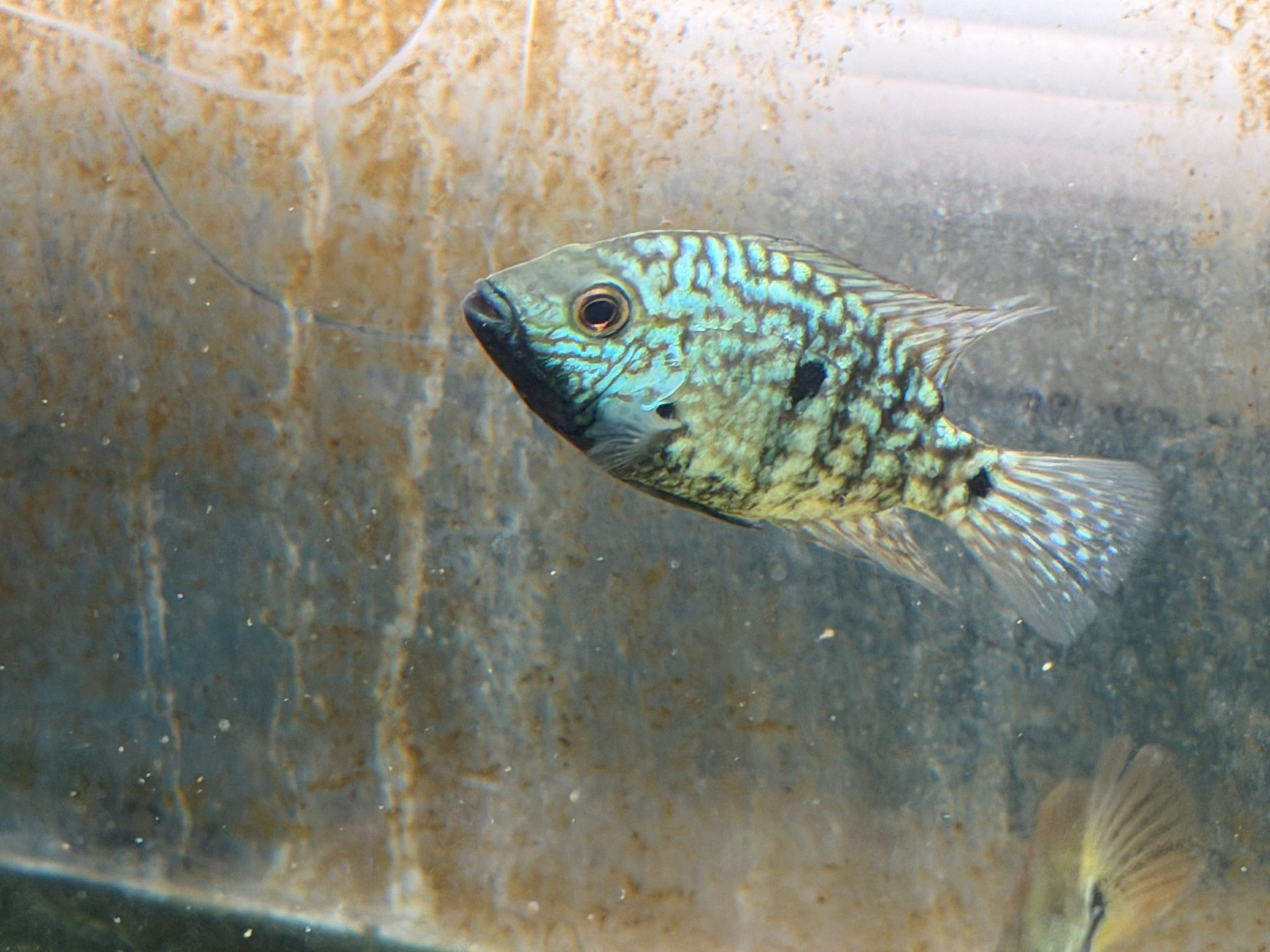 Carpintis Cichlid (Herichthys carpintis)