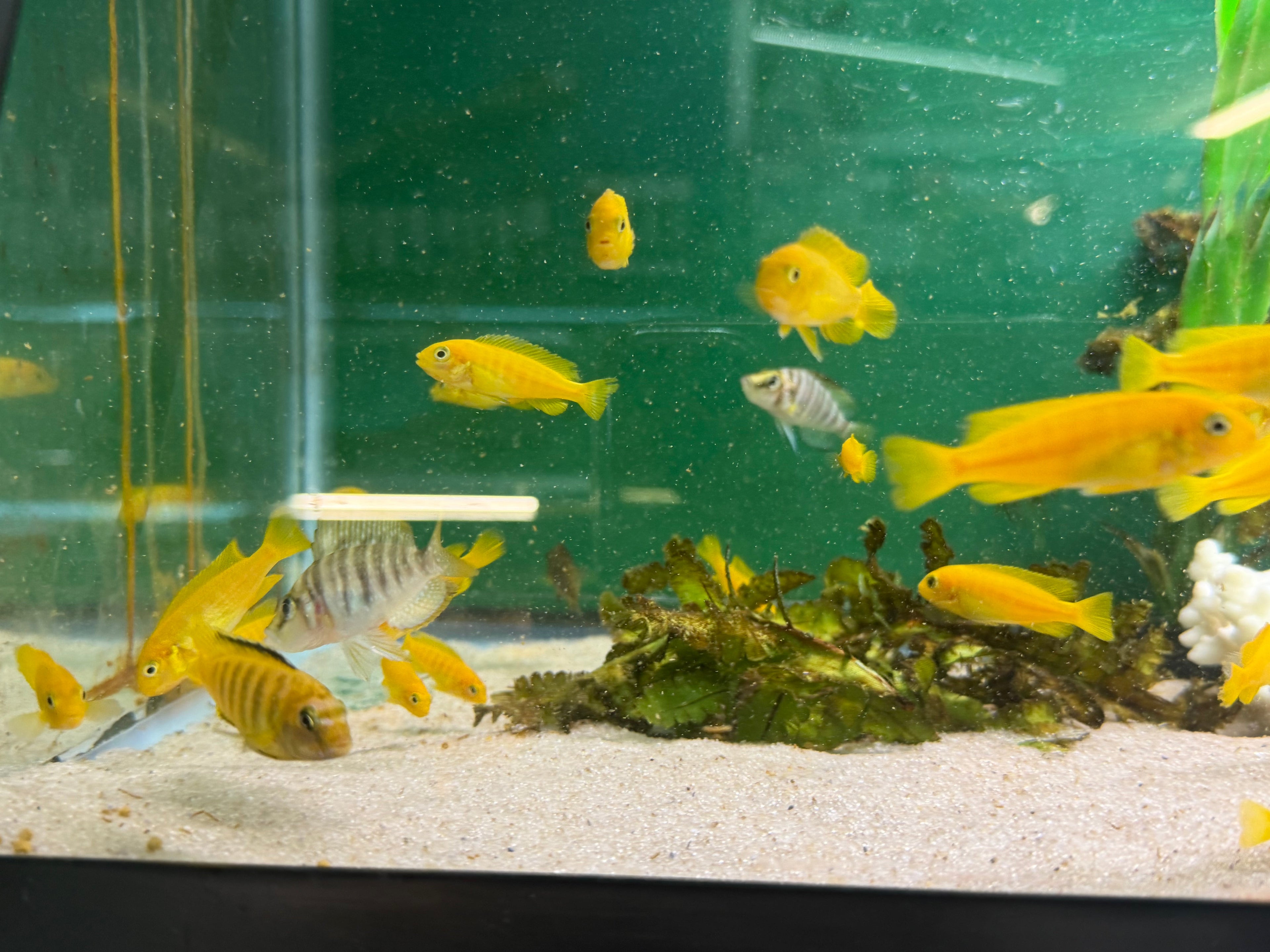Chindongo saulosi Mbuna German Blood (Juveniles 2"+) by Danaqua Live Fish & More