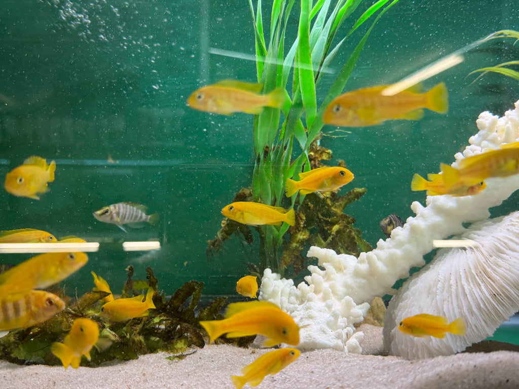 Chindongo saulosi Mbuna German Blood (Juveniles 2"+) by Danaqua Live Fish & More