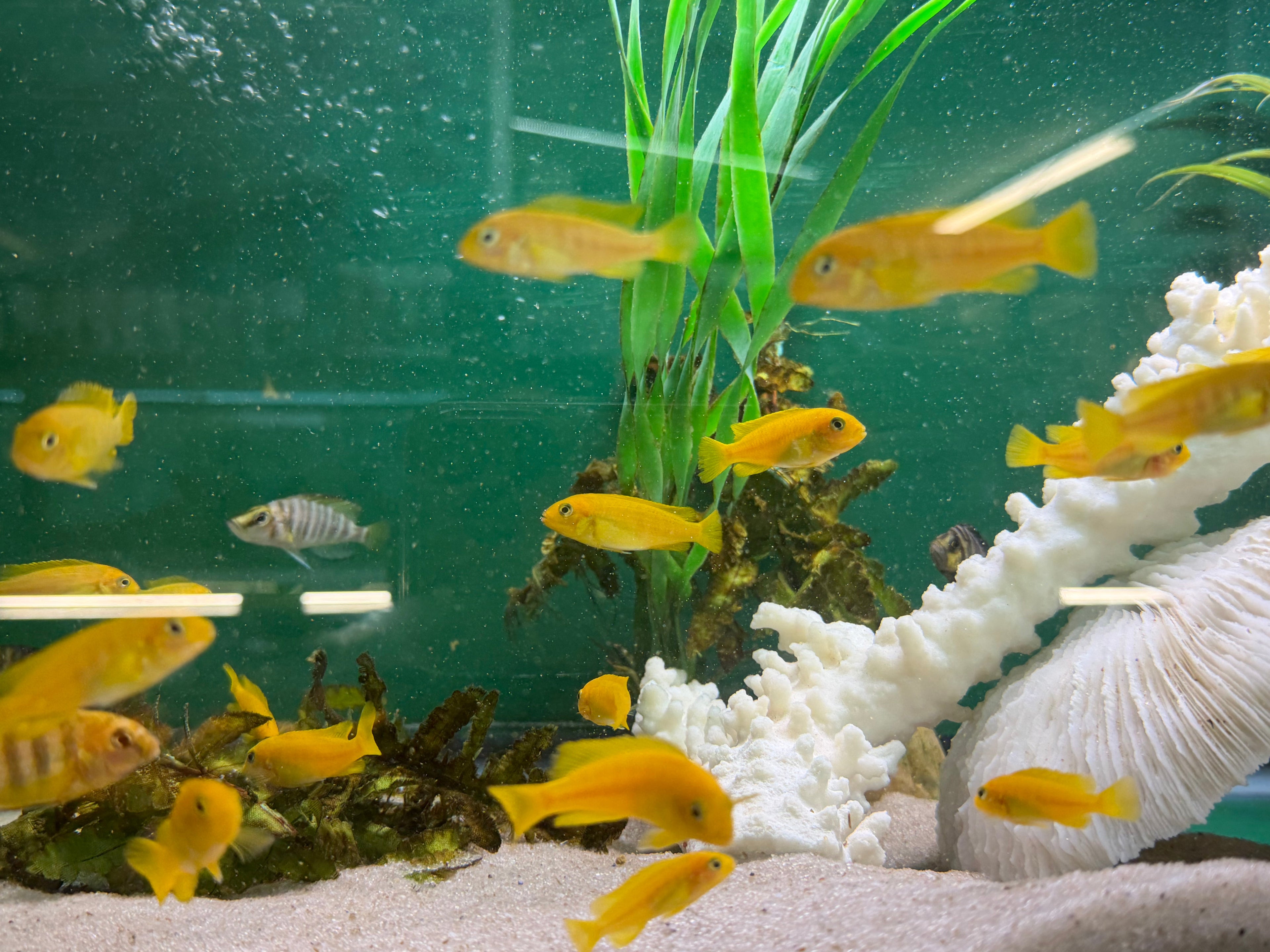 Chindongo saulosi Mbuna German Blood (Juveniles 2"+) by Danaqua Live Fish & More