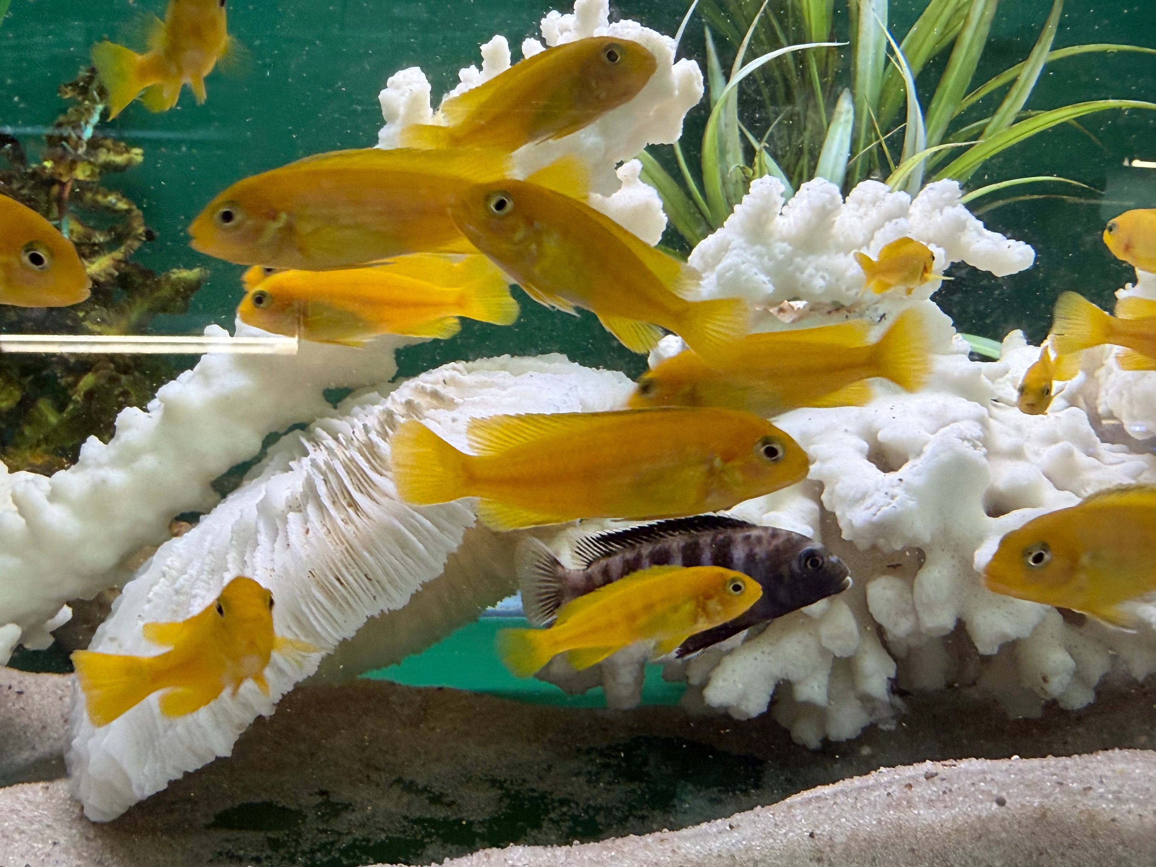 Chindongo saulosi Mbuna German Blood (Juveniles 2"+) by Danaqua Live Fish & More