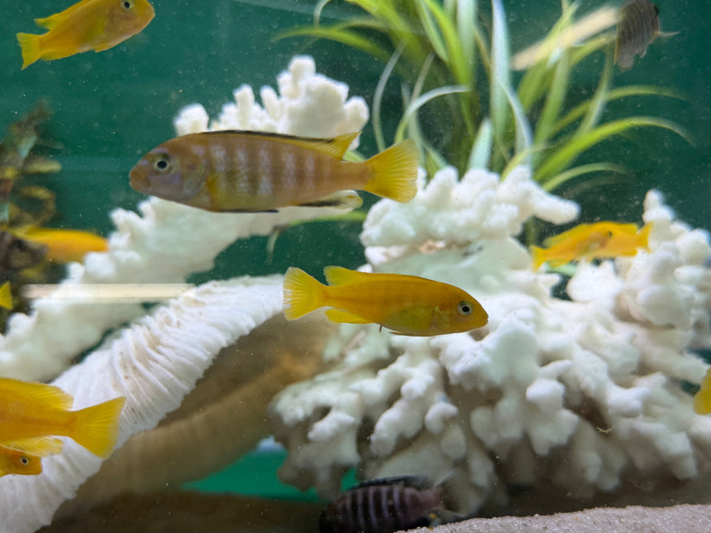 Chindongo saulosi Mbuna German Blood (Juveniles 2"+) by Danaqua Live Fish & More