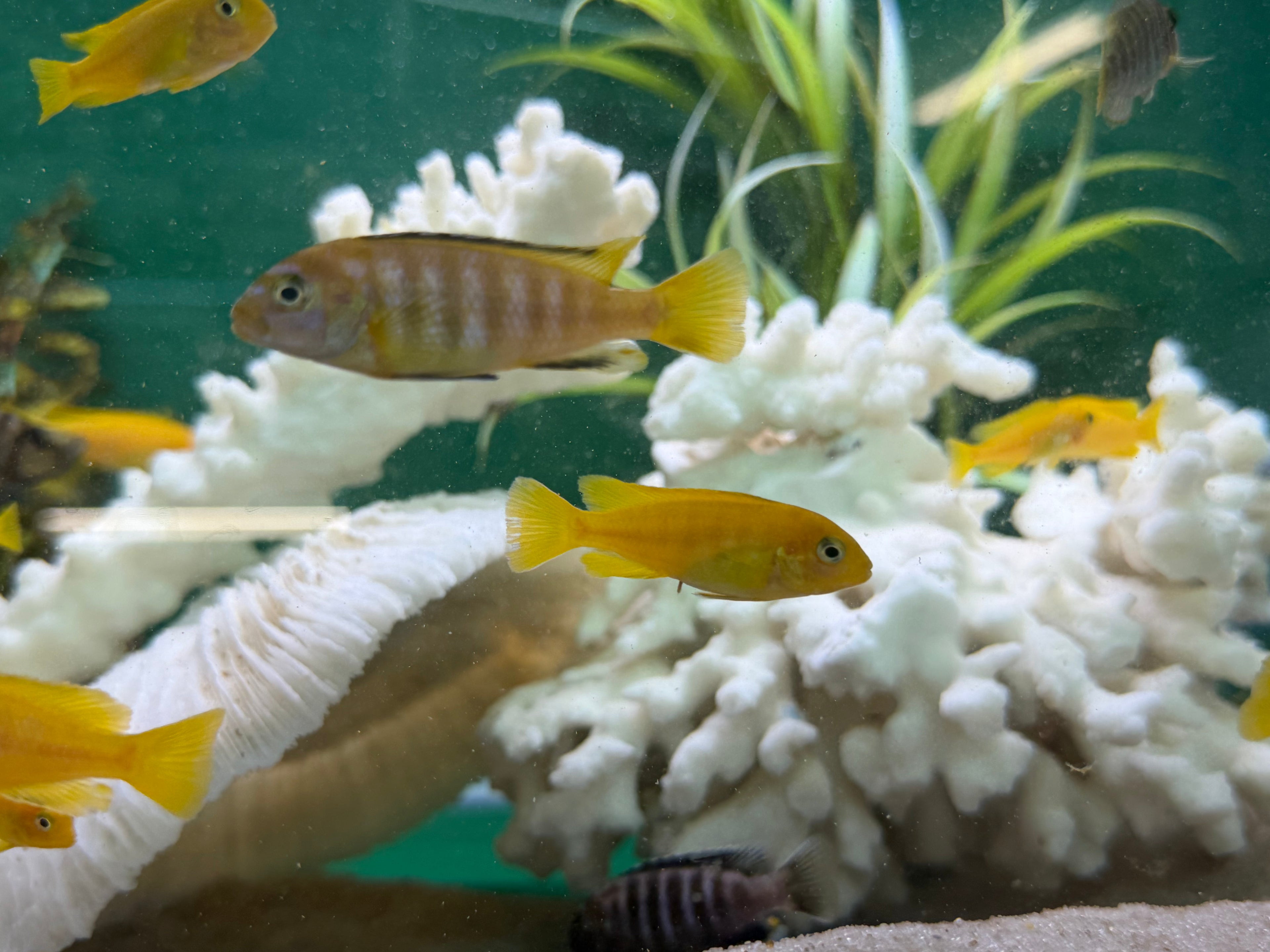 Chindongo saulosi Mbuna German Blood (Juveniles 2"+) by Danaqua Live Fish & More