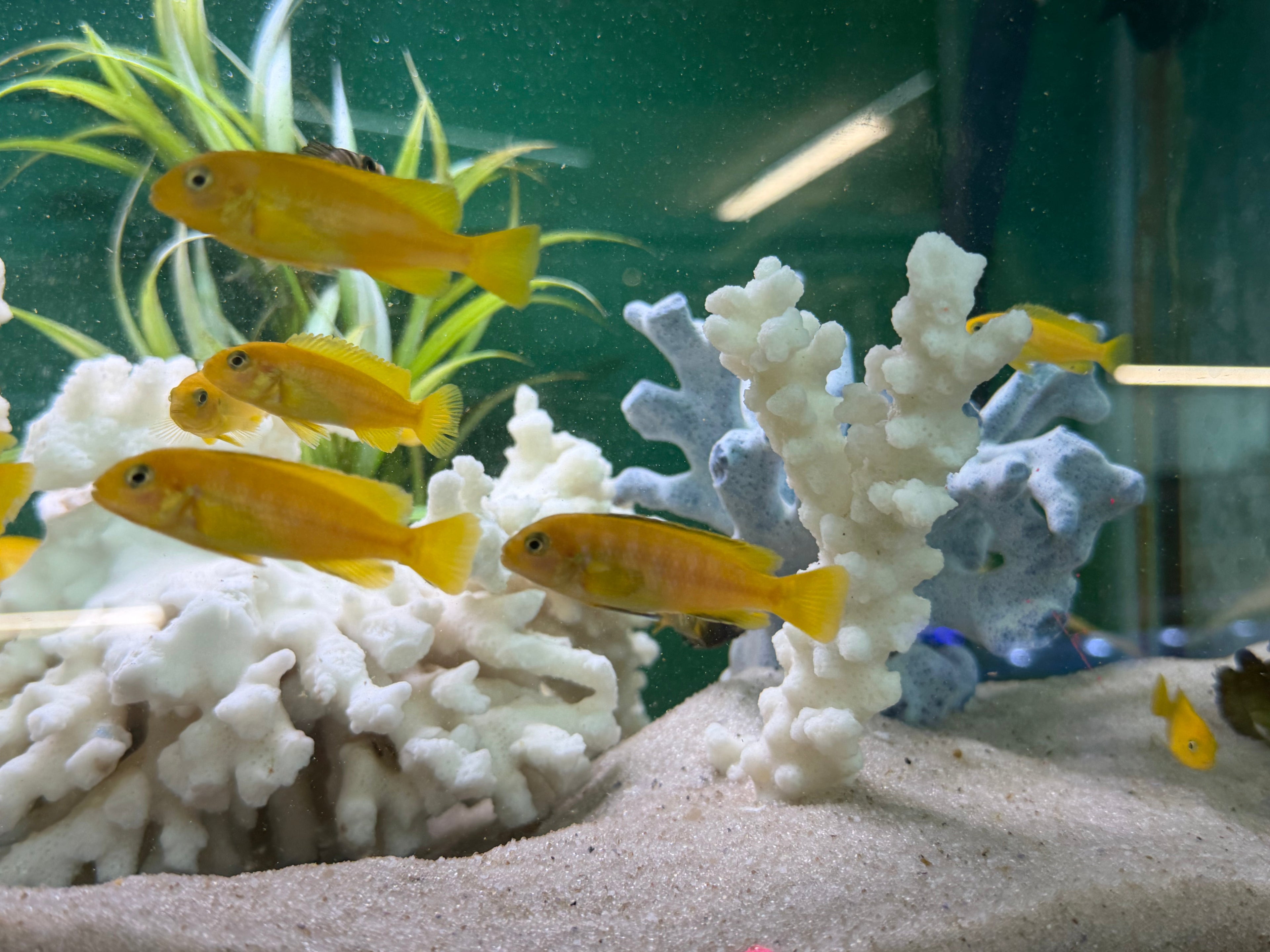 Chindongo saulosi Mbuna German Blood (Juveniles 2"+) by Danaqua Live Fish & More
