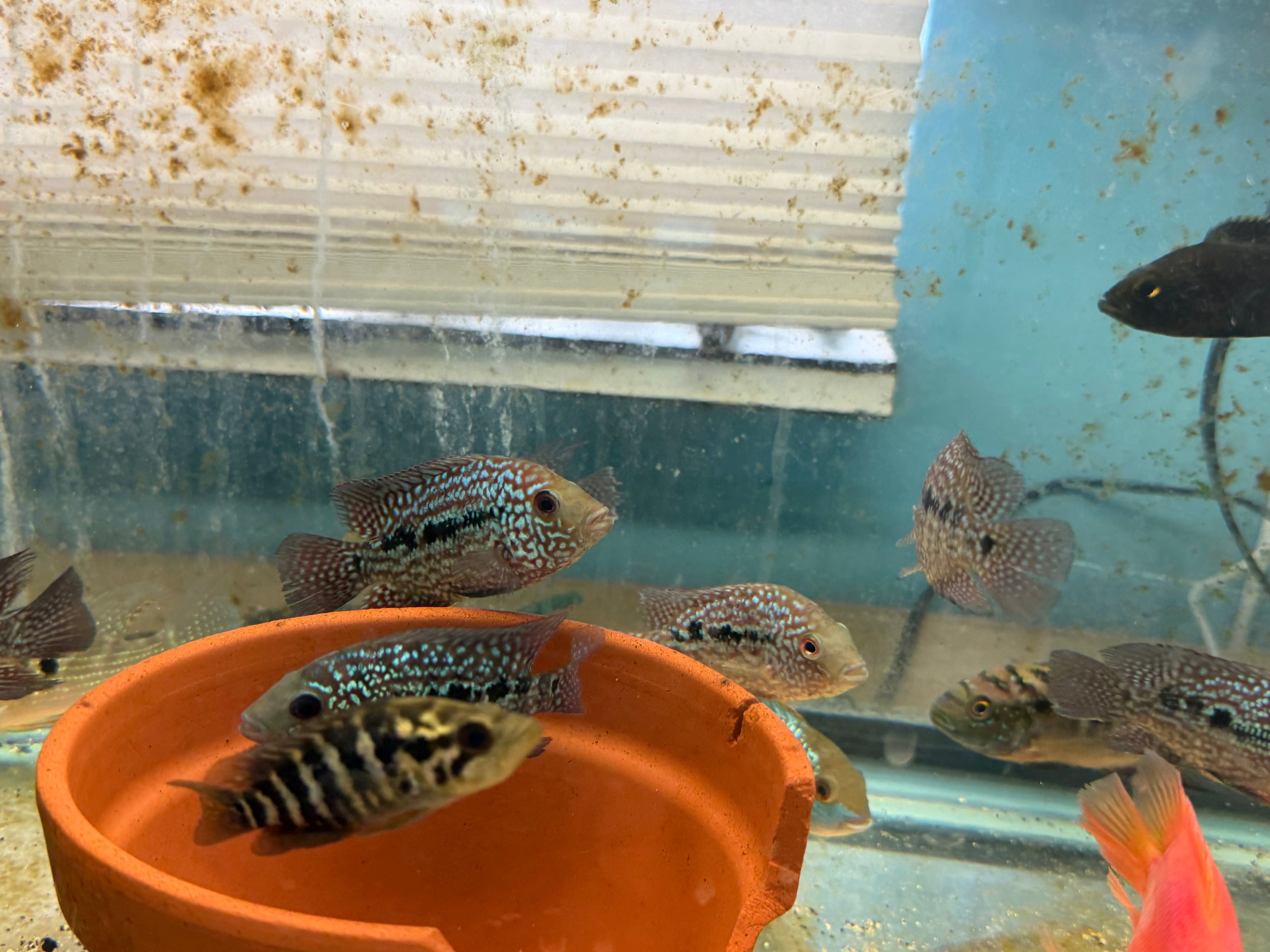 RED TEXAS CICHLID (HERICHTHYS CYANOGUTTATUS SP) by Danaqua Live Fish & More