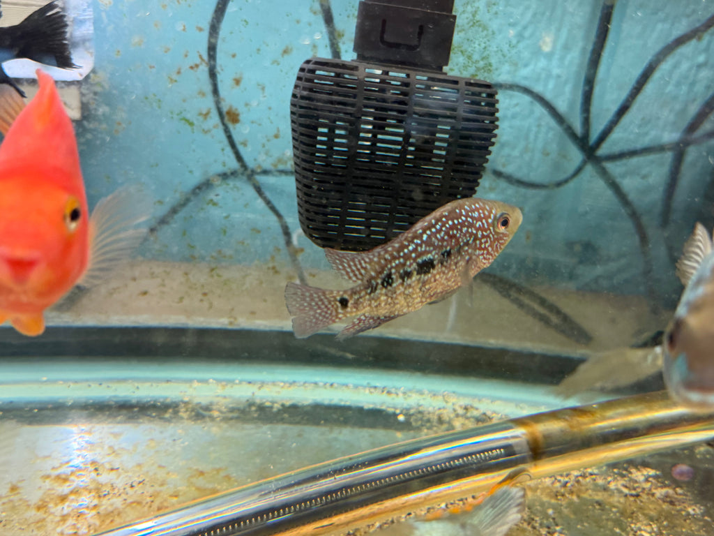 RED TEXAS CICHLID (HERICHTHYS CYANOGUTTATUS SP) by Danaqua Live Fish & More