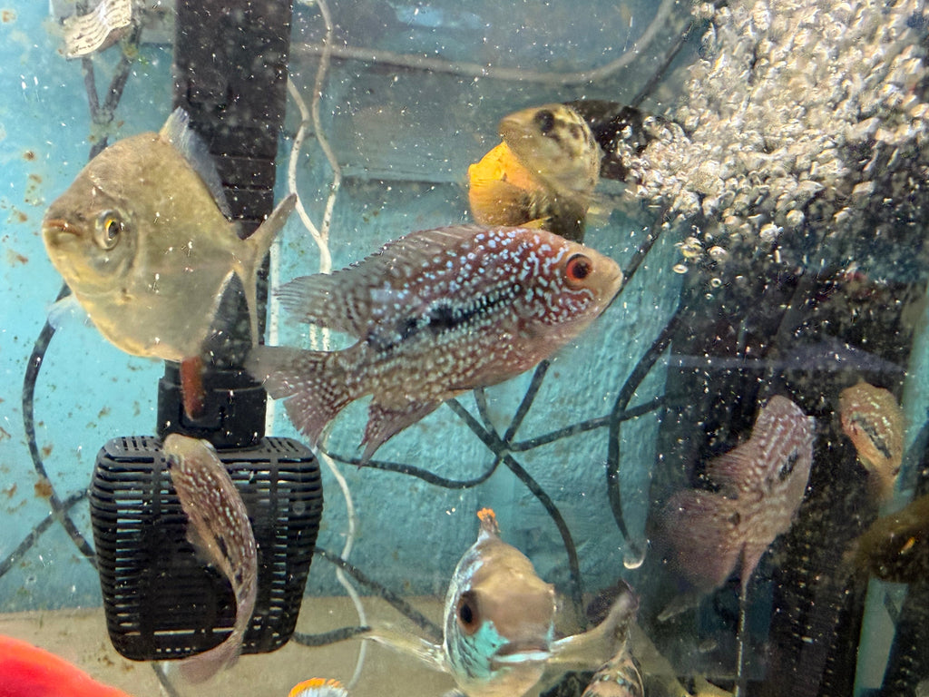 RED TEXAS CICHLID (HERICHTHYS CYANOGUTTATUS SP) by Danaqua Live Fish & More