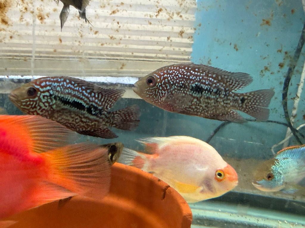 RED TEXAS CICHLID (HERICHTHYS CYANOGUTTATUS SP) by Danaqua Live Fish & More