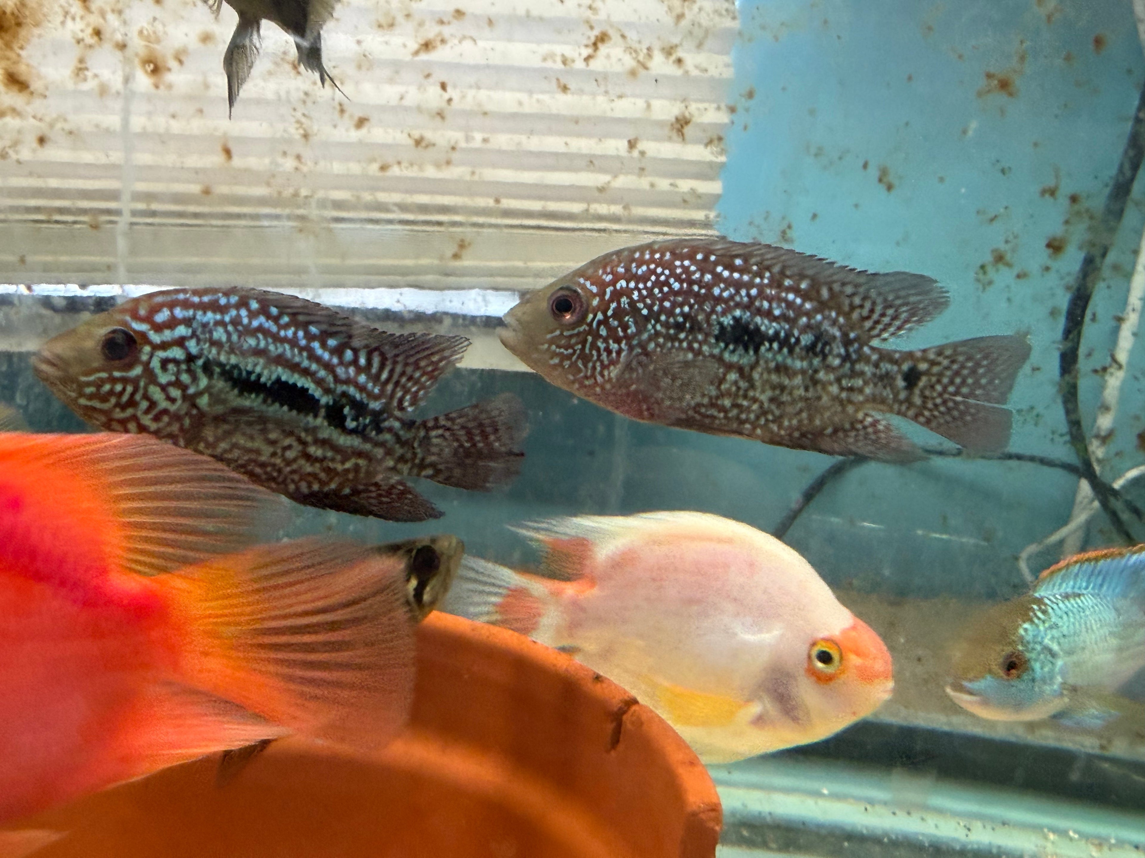 RED TEXAS CICHLID (HERICHTHYS CYANOGUTTATUS SP) by Danaqua Live Fish & More