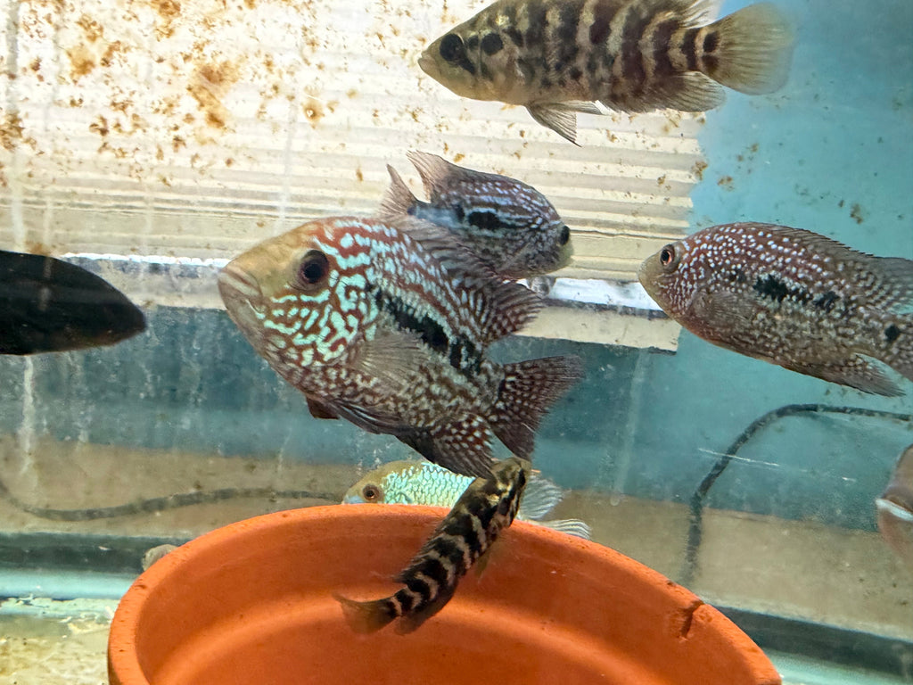 RED TEXAS CICHLID (HERICHTHYS CYANOGUTTATUS SP) by Danaqua Live Fish & More