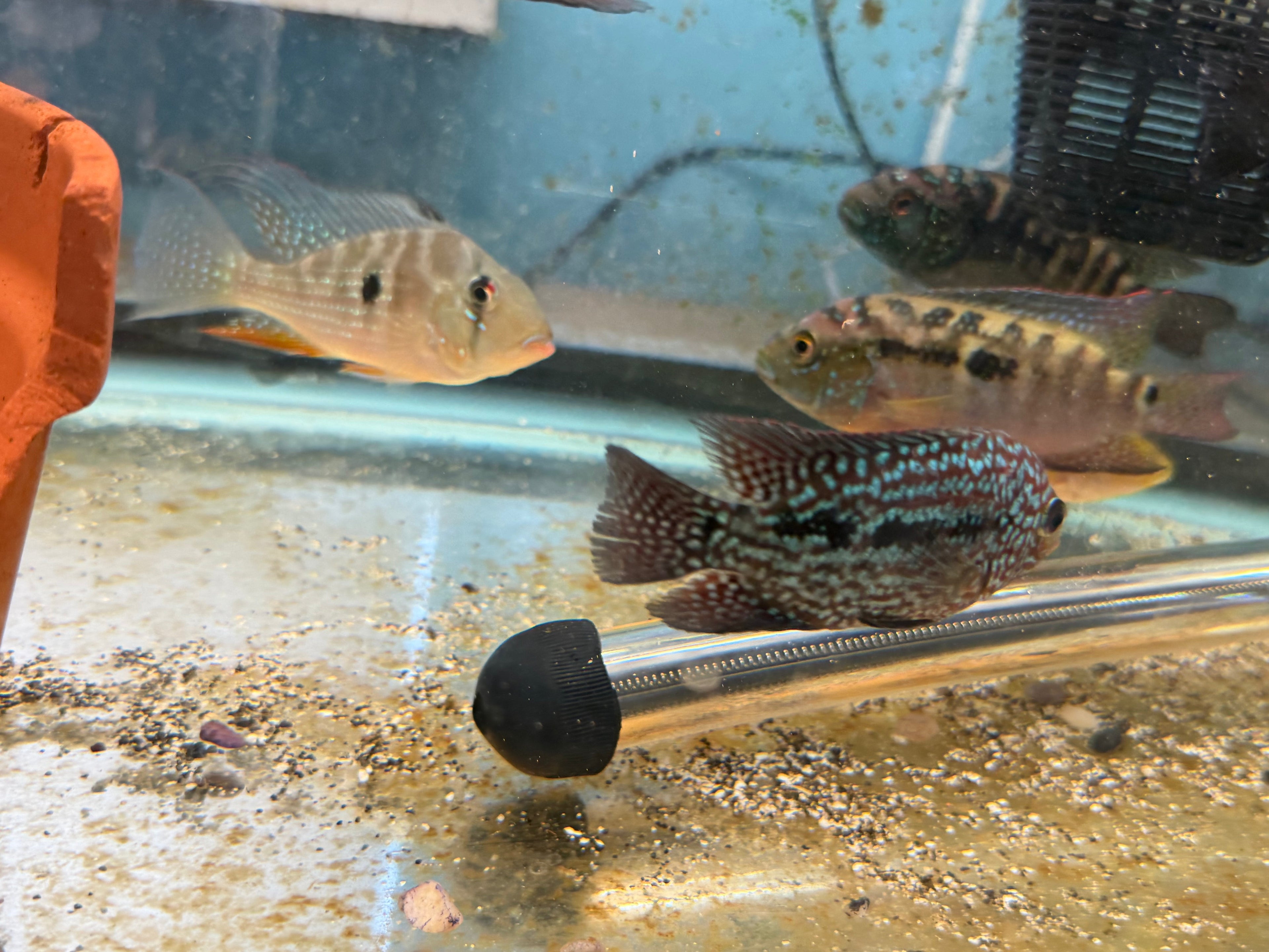 RED TEXAS CICHLID (HERICHTHYS CYANOGUTTATUS SP) by Danaqua Live Fish & More