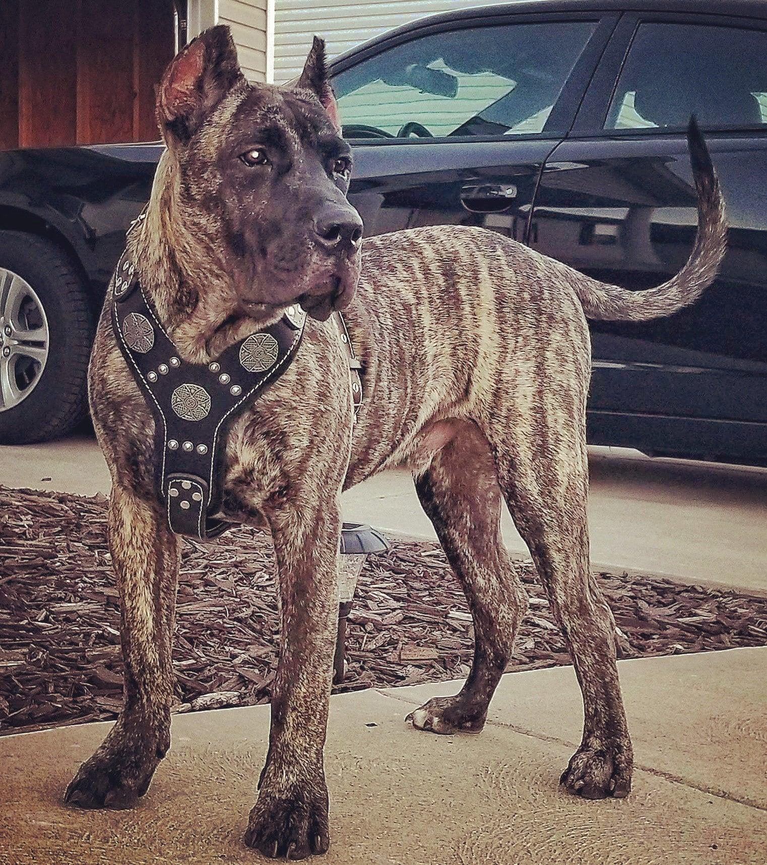The "Maximus" silver harness by Bestia Dog Gear