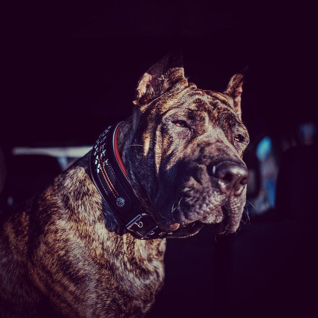 The unique "General" leather dog collar for big dogs by Bestia Dog Gear