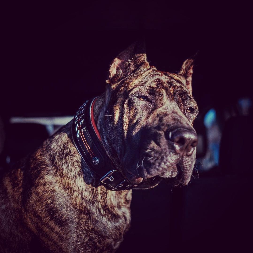 The unique "General" leather dog collar for big dogs by Bestia Dog Gear
