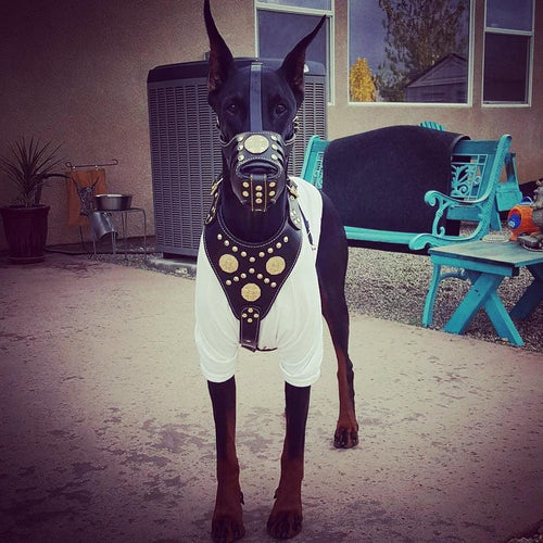 ''Maximus'' Basket Muzzle Black & Gold by Bestia Dog Gear
