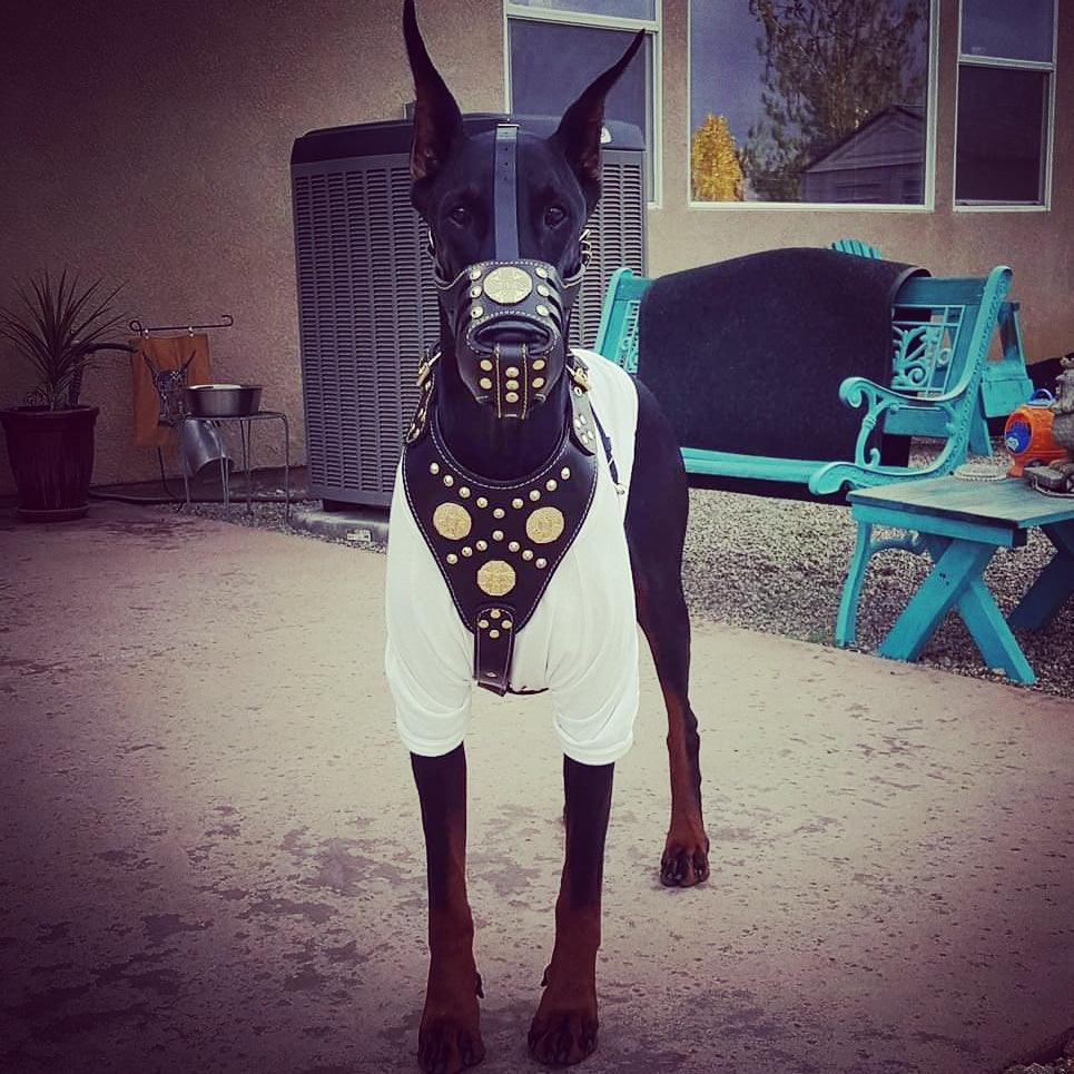 ''Maximus'' Basket Muzzle Brown & Gold by Bestia Dog Gear