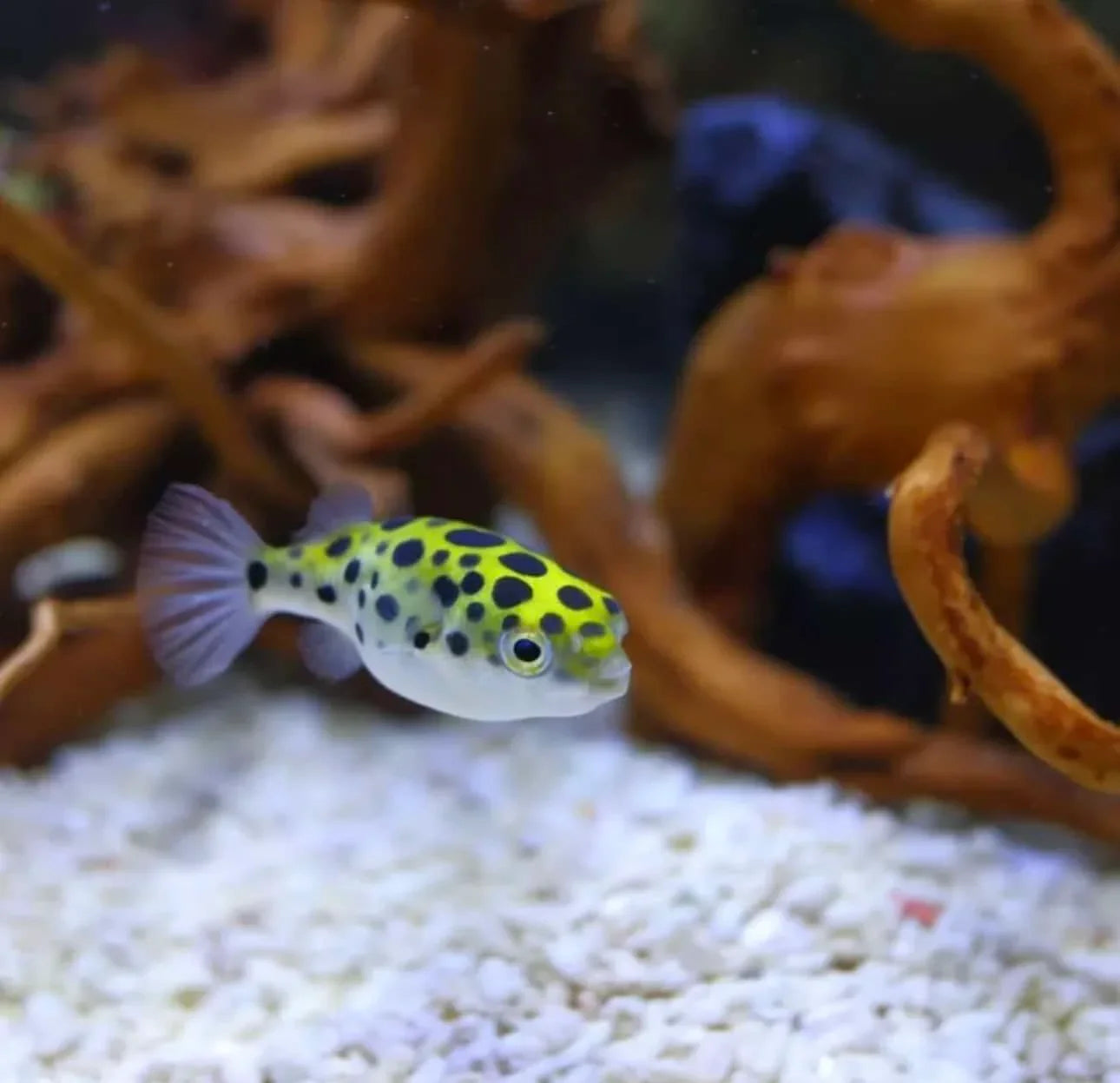 Puffer Green Spotted by Danaqua Live Fish & More
