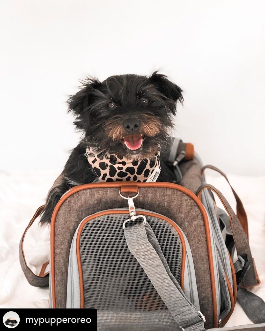Mr. Peanut's Gold Series Standard Size Airline Compliant Pet Carrier by Mr. Peanut's Pet Carriers