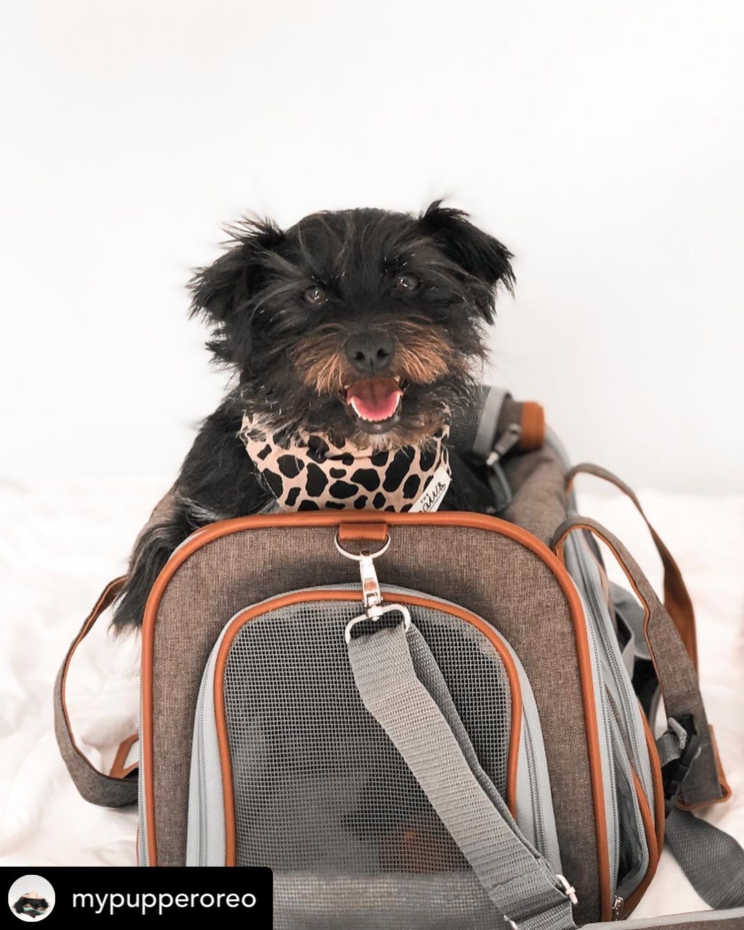 Mr. Peanut's Gold Series Standard Size Airline Compliant Pet Carrier by Mr. Peanut's Pet Carriers