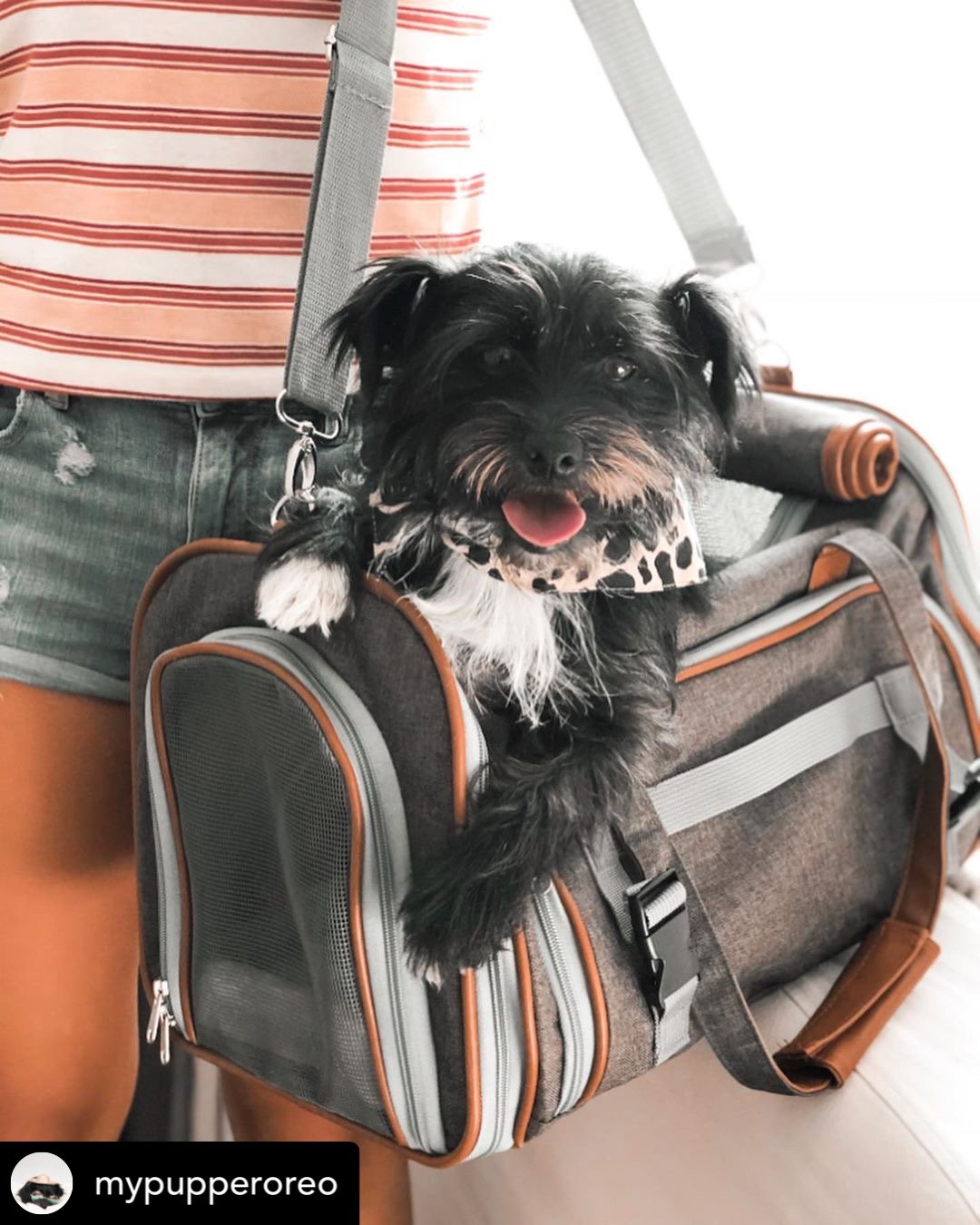 Mr. Peanut's Gold Series Airline Compliant Pet Carrier by Mr. Peanut's Pet Carriers