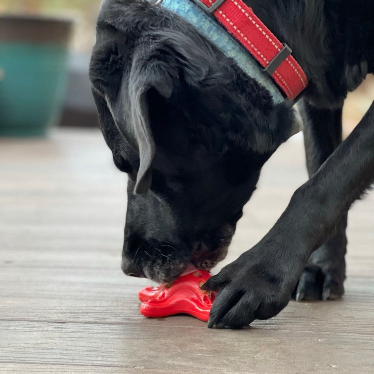 Starfish Nylon Dog Chew Toy for Aggressive Chewers | USA Made | SodaPup by SodaPup/True Dogs, LLC