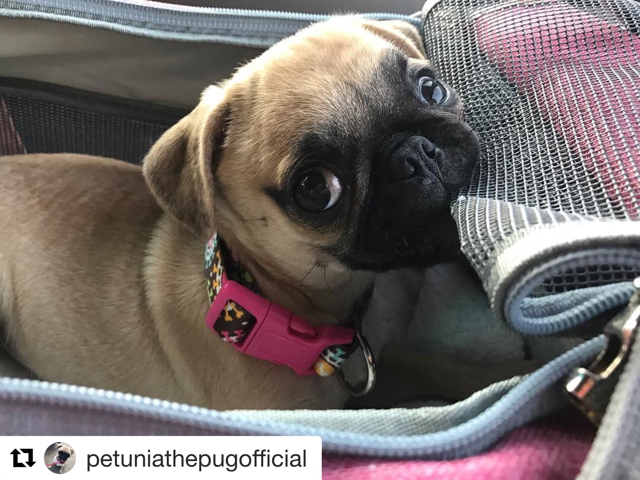 Mr. Peanut's Gold Series Airline Compliant Pet Carrier by Mr. Peanut's Pet Carriers