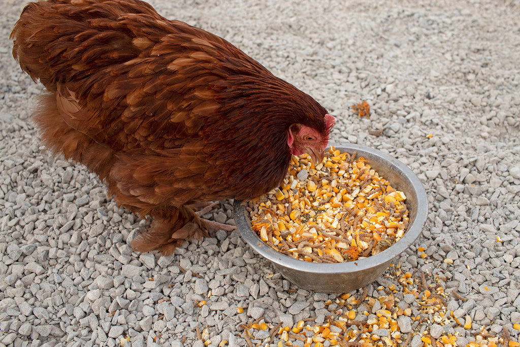 Poultry Queen Mealworm, Premium Corn, Flax Seeds, & Herb Treat For Pet Chickens by Dahlia Pets