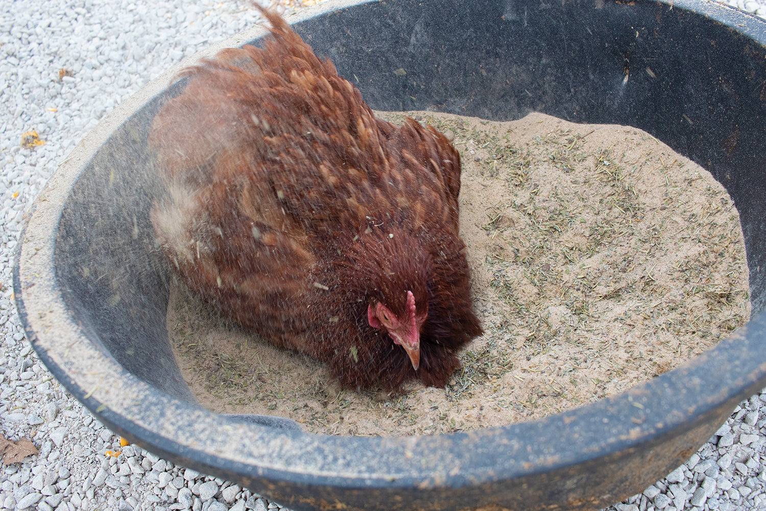 Pick Me Up Floral Dust Bath With Herbs - For Pet Chickens & Other Poultry by Dahlia Pets