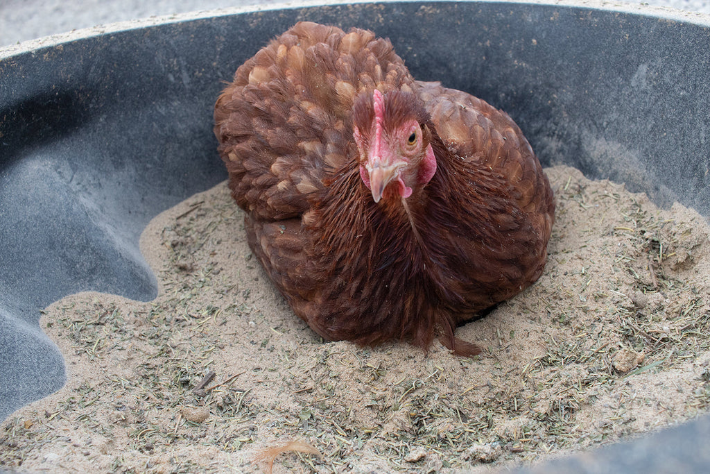 Bathing Dust With Herbs To Prevent & Repel Mites by Dahlia Pets