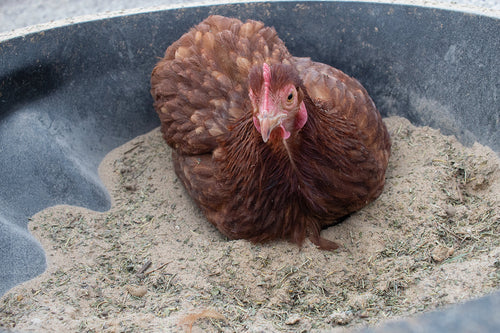 Bathing Dust With Herbs To Prevent & Repel Mites by Dahlia Pets