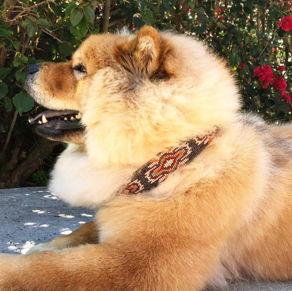 Boho Chic Sambboho dog collar by Sambboho