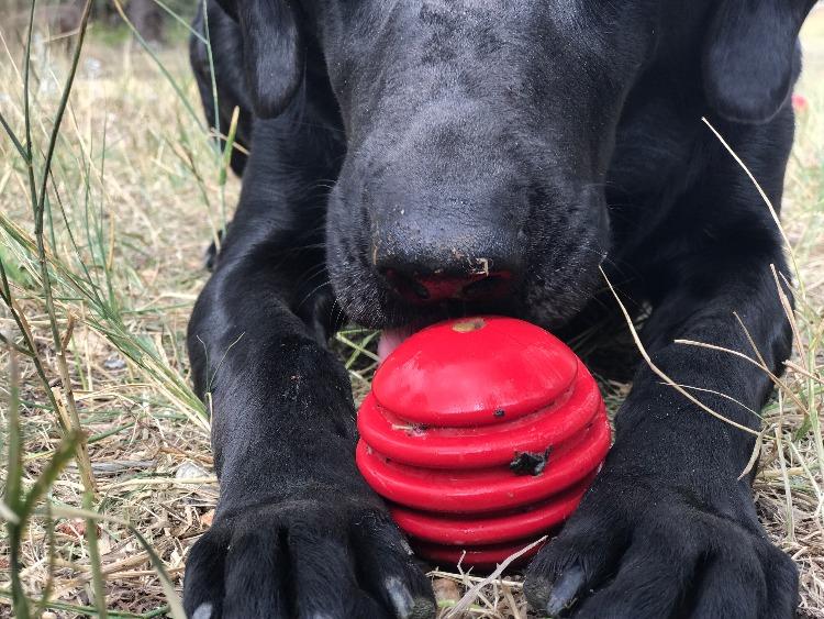 USA-K9 Stars and Stripes Rubber Dog Toy | K9 Handler Reward Toy | Red | USA Made by SodaPup/True Dogs, LLC