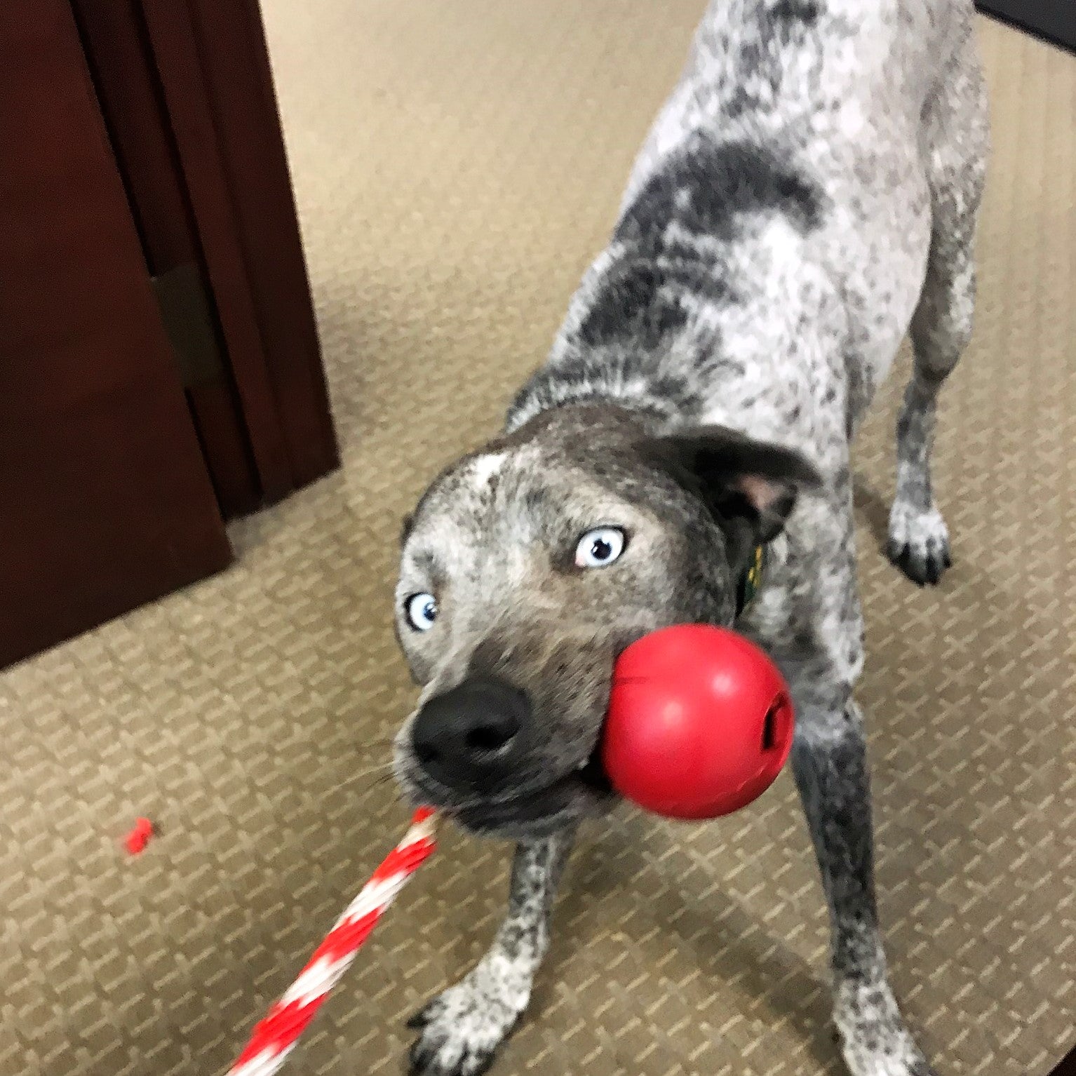 USA-K9 Cherry Bomb Rubber Dog Chew Toy | K9 Handler Reward Toy | Blue | USA Made by SodaPup/True Dogs, LLC