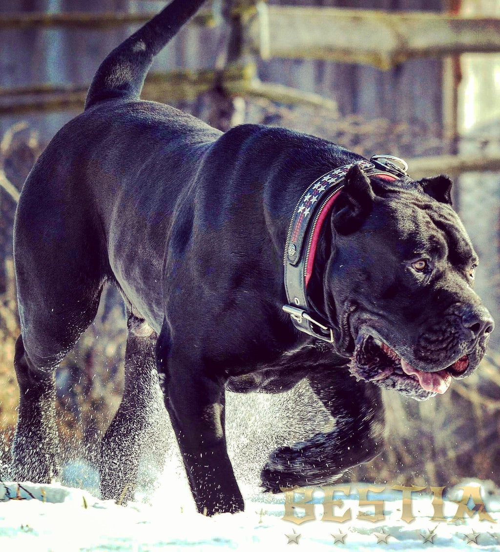 The unique "General" leather dog collar for big dogs by Bestia Dog Gear