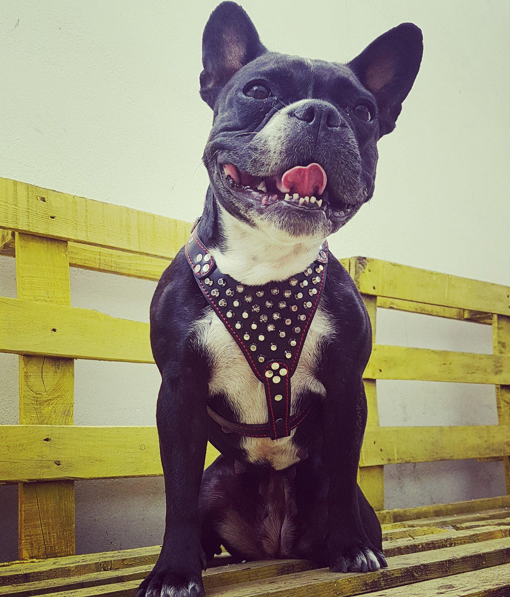 ''Frenchie'' studded leather harness Small to Medium Size by Bestia Dog Gear