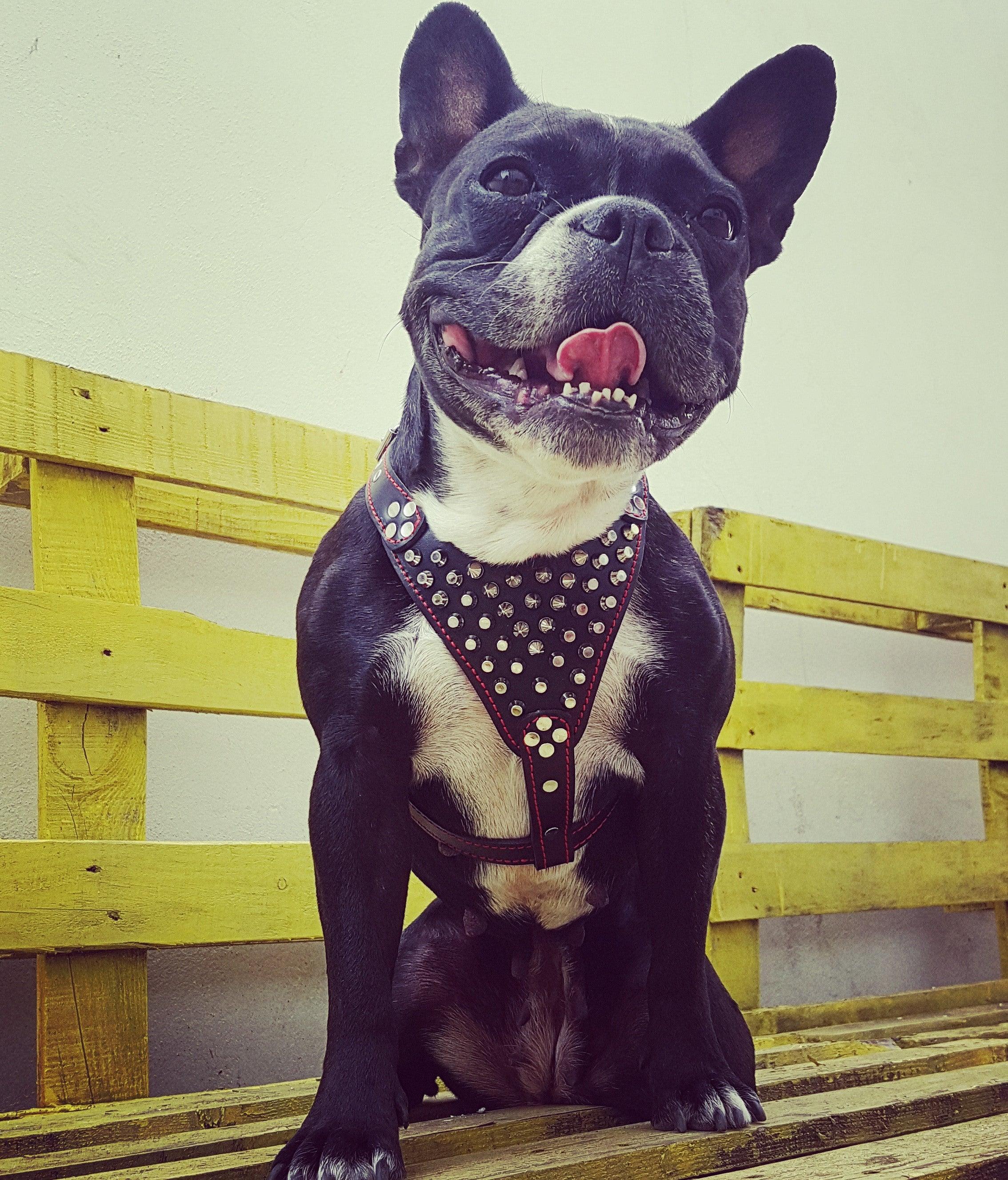 ''Frenchie'' studded leather harness Small to Medium Size by Bestia Dog Gear