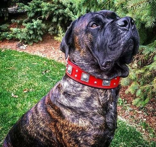 The "Eros" collar 2.5 inch wide RED by Bestia Dog Gear