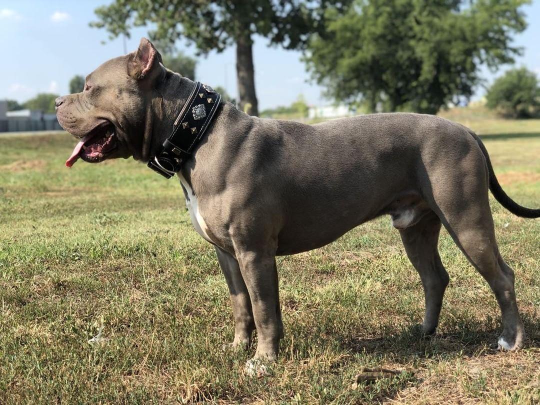 "Aztec" black dog collar by Bestia Dog Gear