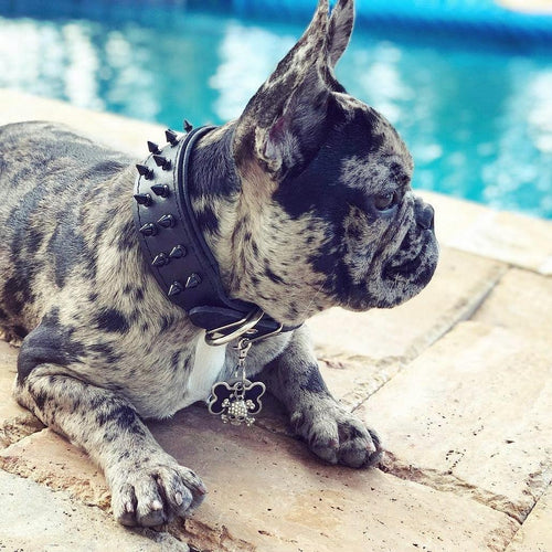 BLACK "Frenchie" collar by Bestia Dog Gear