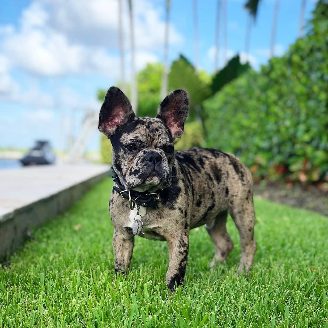 BLACK "Frenchie" collar by Bestia Dog Gear