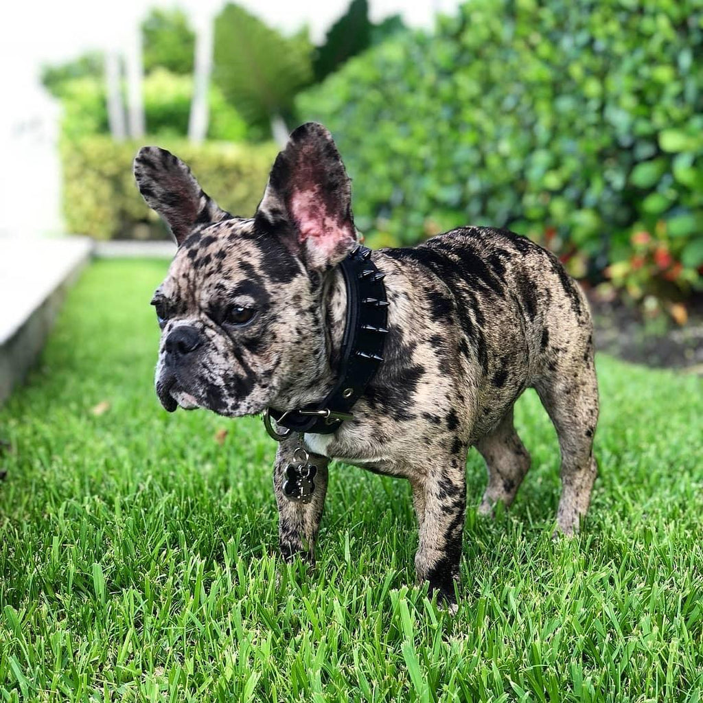 BLACK "Frenchie" collar by Bestia Dog Gear