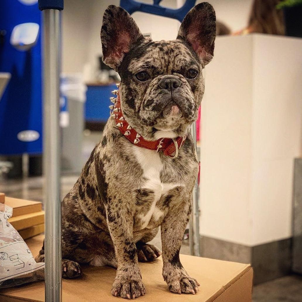 Red "Frenchie" collar by Bestia Dog Gear