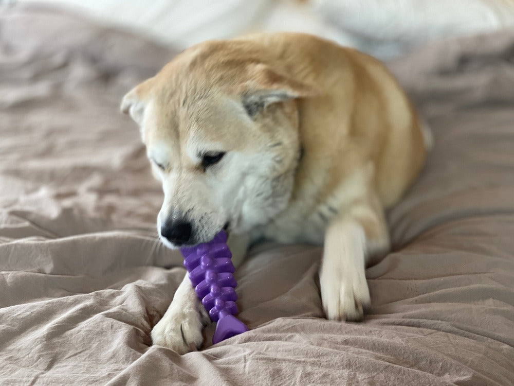 Fish Bone Nylon Dog Toy for Aggressive Chewers | USA Made | SodaPup by SodaPup/True Dogs, LLC