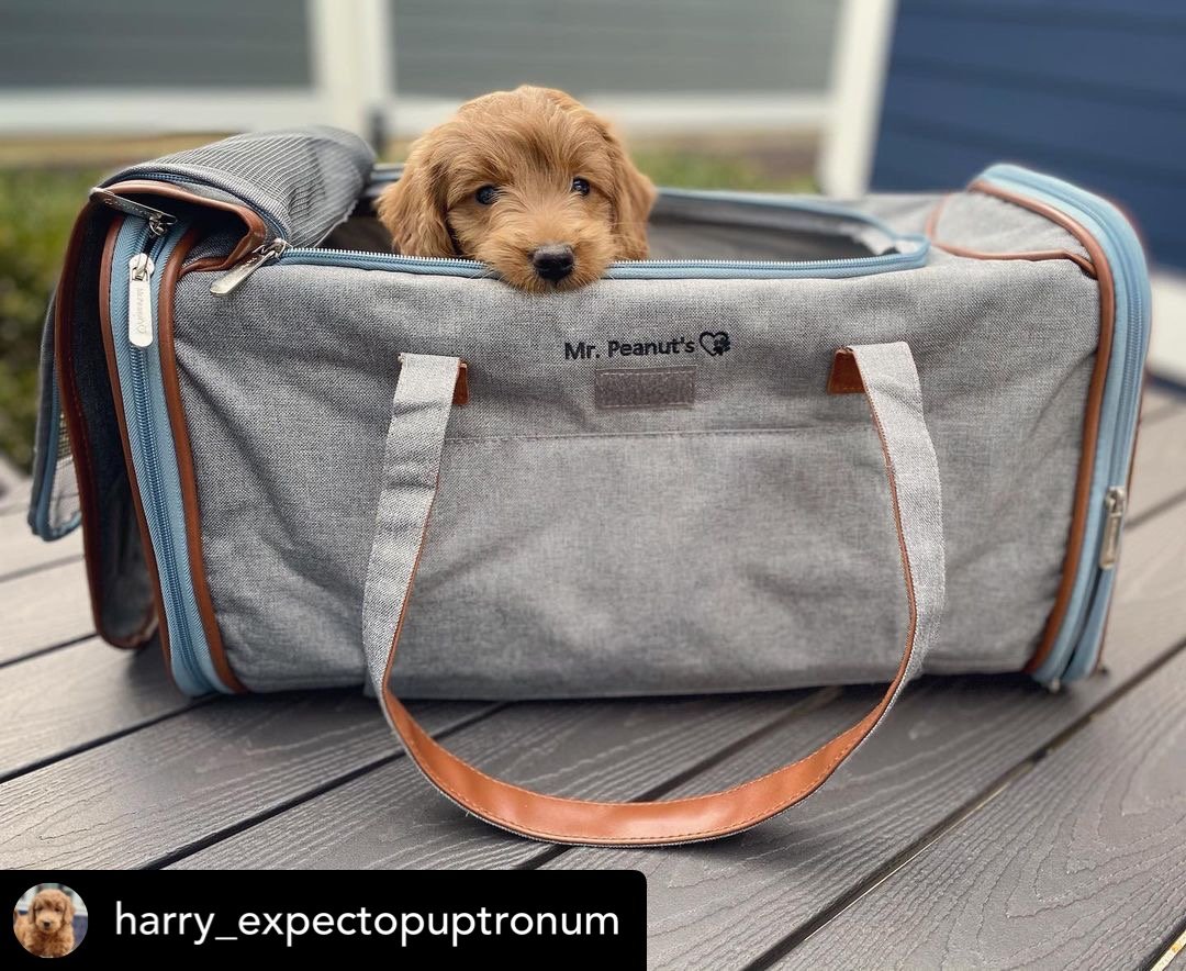 Mr. Peanut's Gold Series Big Apple XL Expandable Pet Carrier V3.0 by Mr. Peanut's Pet Carriers