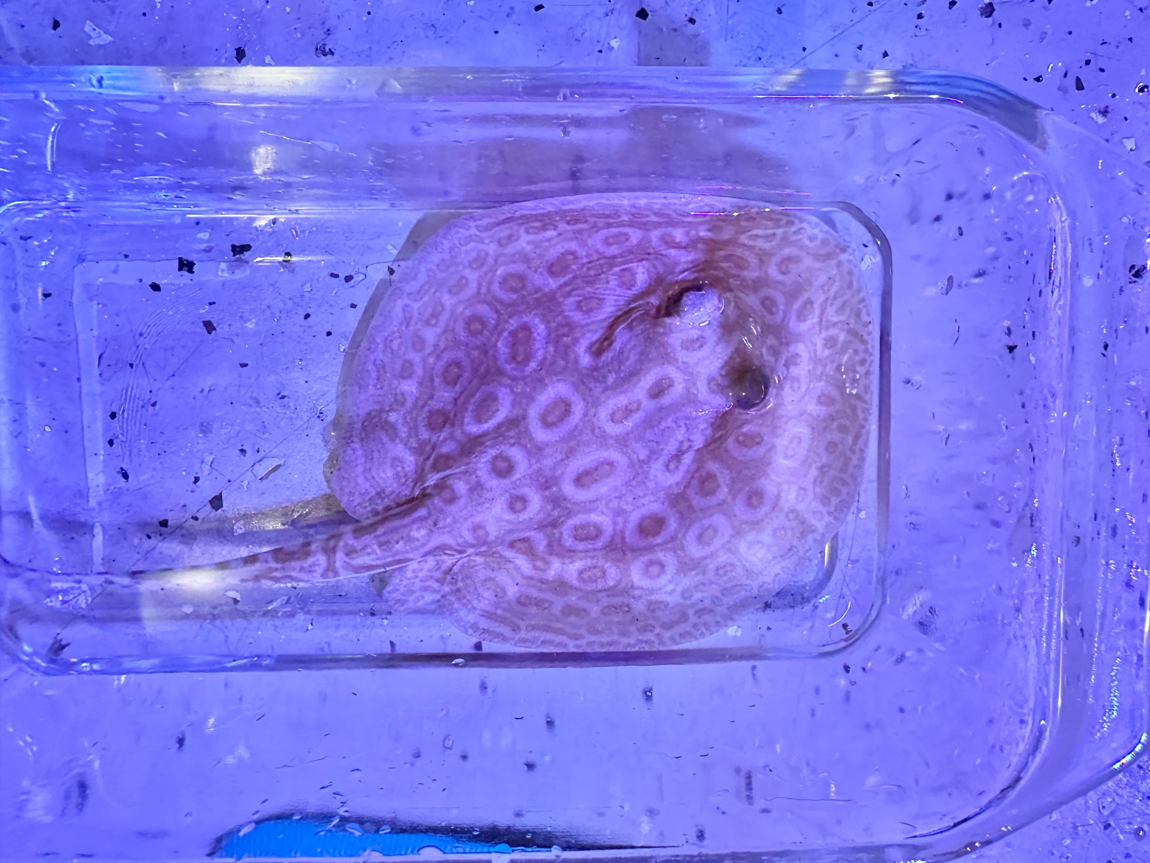 Albino Pearl Stingray (Potamotrygon jabuti) by Danaqua Live Fish & More