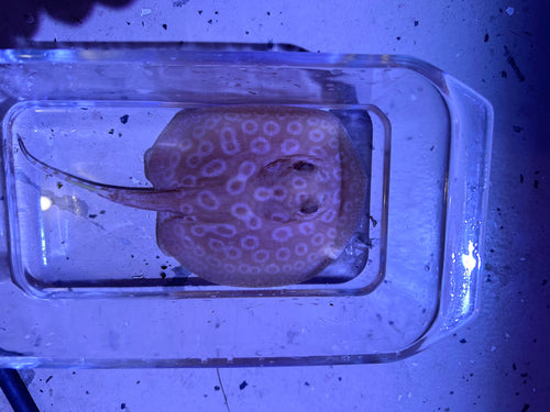 Albino Pearl Stingray (Potamotrygon jabuti) by Danaqua Live Fish & More