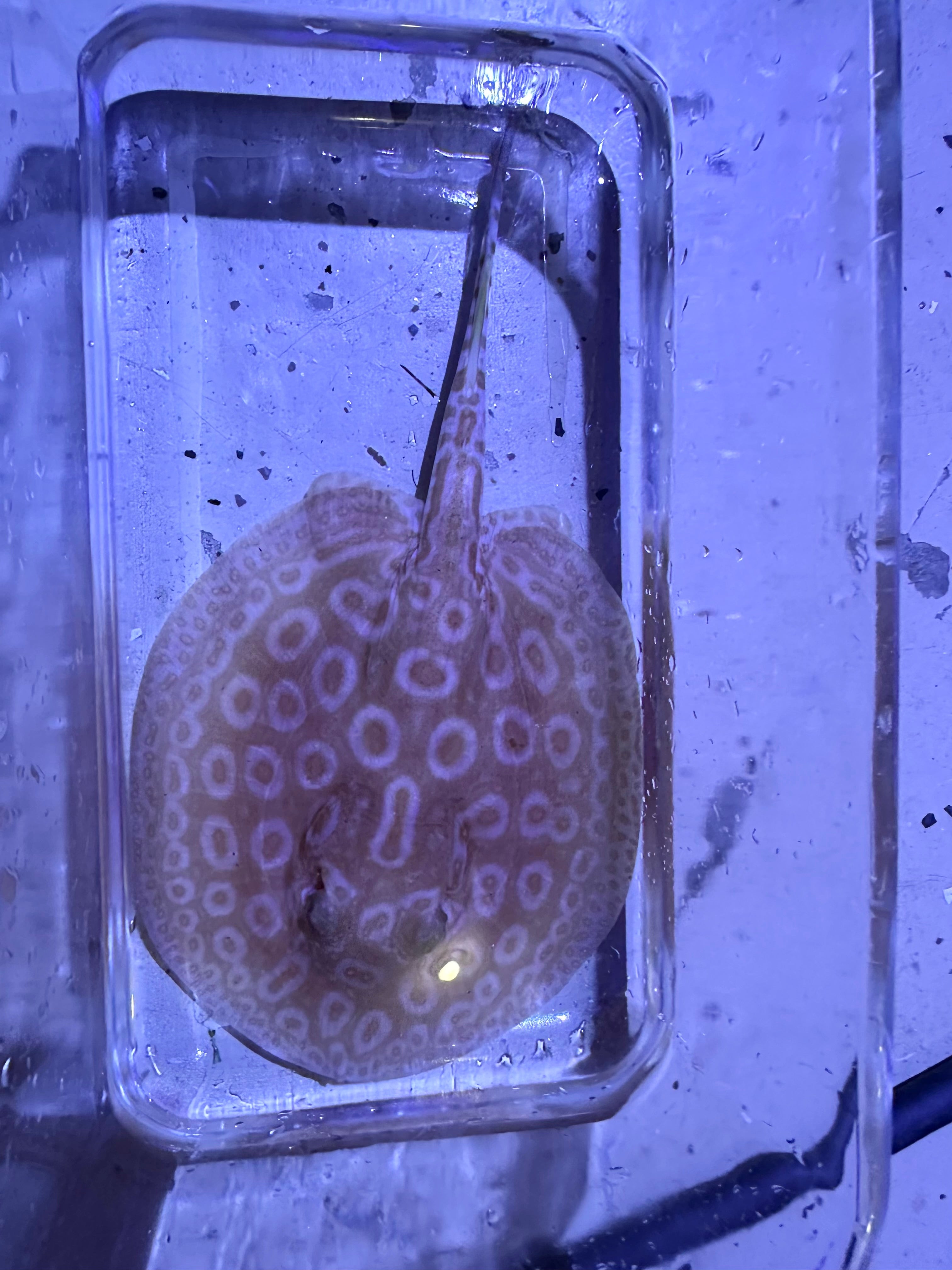 Albino Pearl Stingray (Potamotrygon jabuti) by Danaqua Live Fish & More