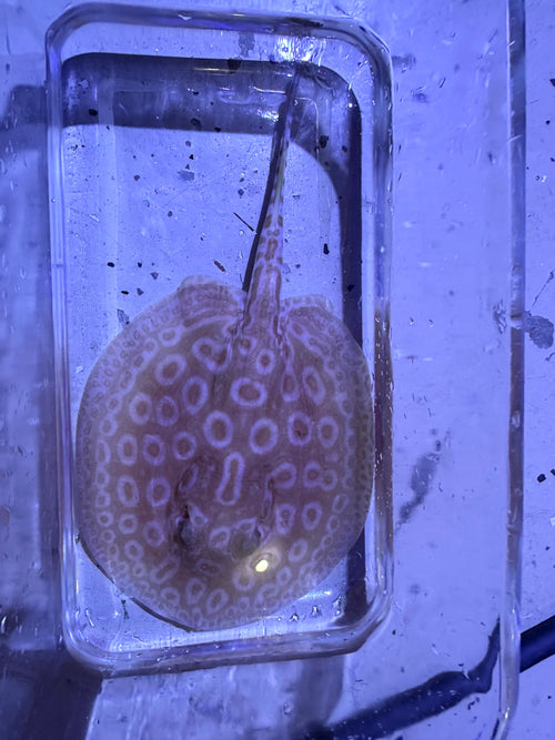 Albino Pearl Stingray (Potamotrygon jabuti) by Danaqua Live Fish & More