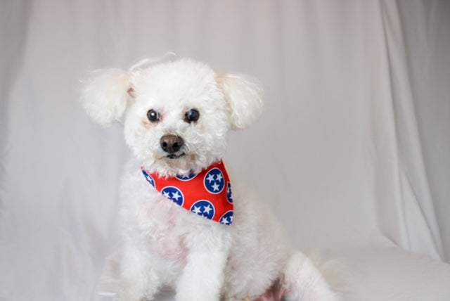 Nashville Tennessee Dog Bandana by Dog Bandana Co.